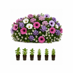 Petunia, Bacopa & Verbena Plug Collection - Set of 6 | 6 x Plug Plants | Blue & Pink