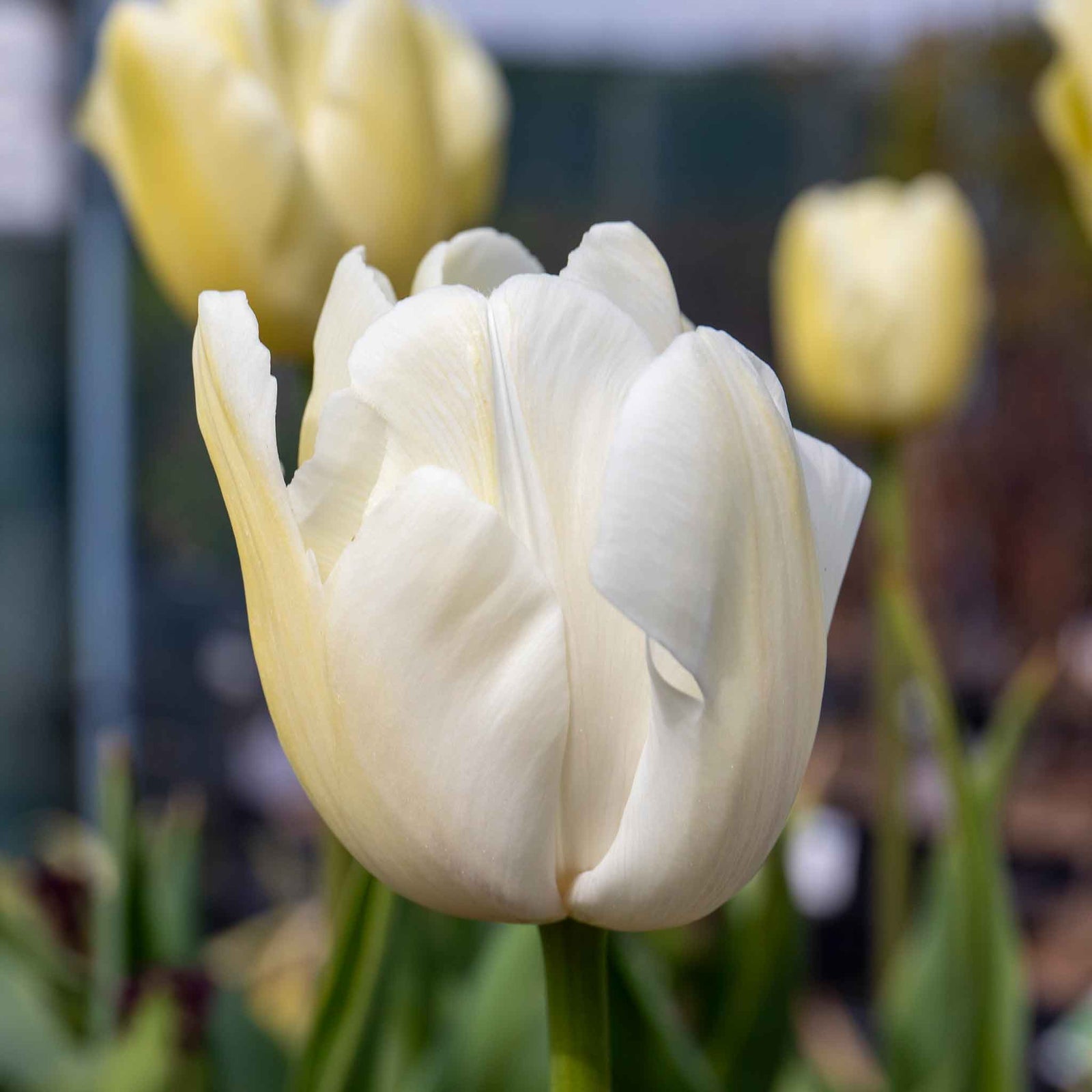 Tulip Clearwater - 1pure White, 50-100 Cm | Set of 10 | White