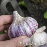 Spring Planting Garlic Duo Pack - Mersley Wight & Solent Wight | Set of 4 | Multi