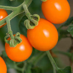 Tomato Seeds 'sunset' - Golden Orange Sweet High-yield Seeds | 10 Seeds