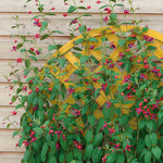 Fuchsia Climbing Collection Pink Fizz & Lady Boothby | 6 x Plug Plants | Multi