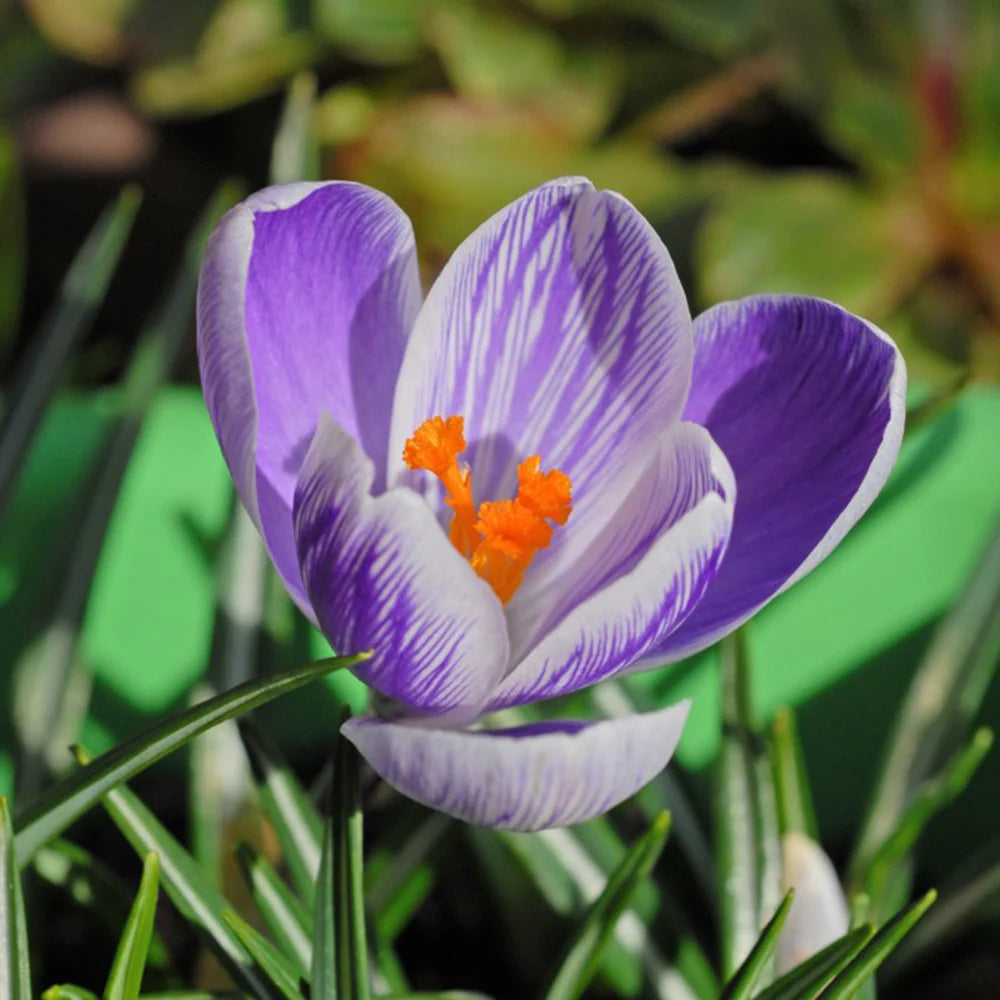 Thompson & Morgan Mixed Crocus Bulb Collection - 80 Bulbs