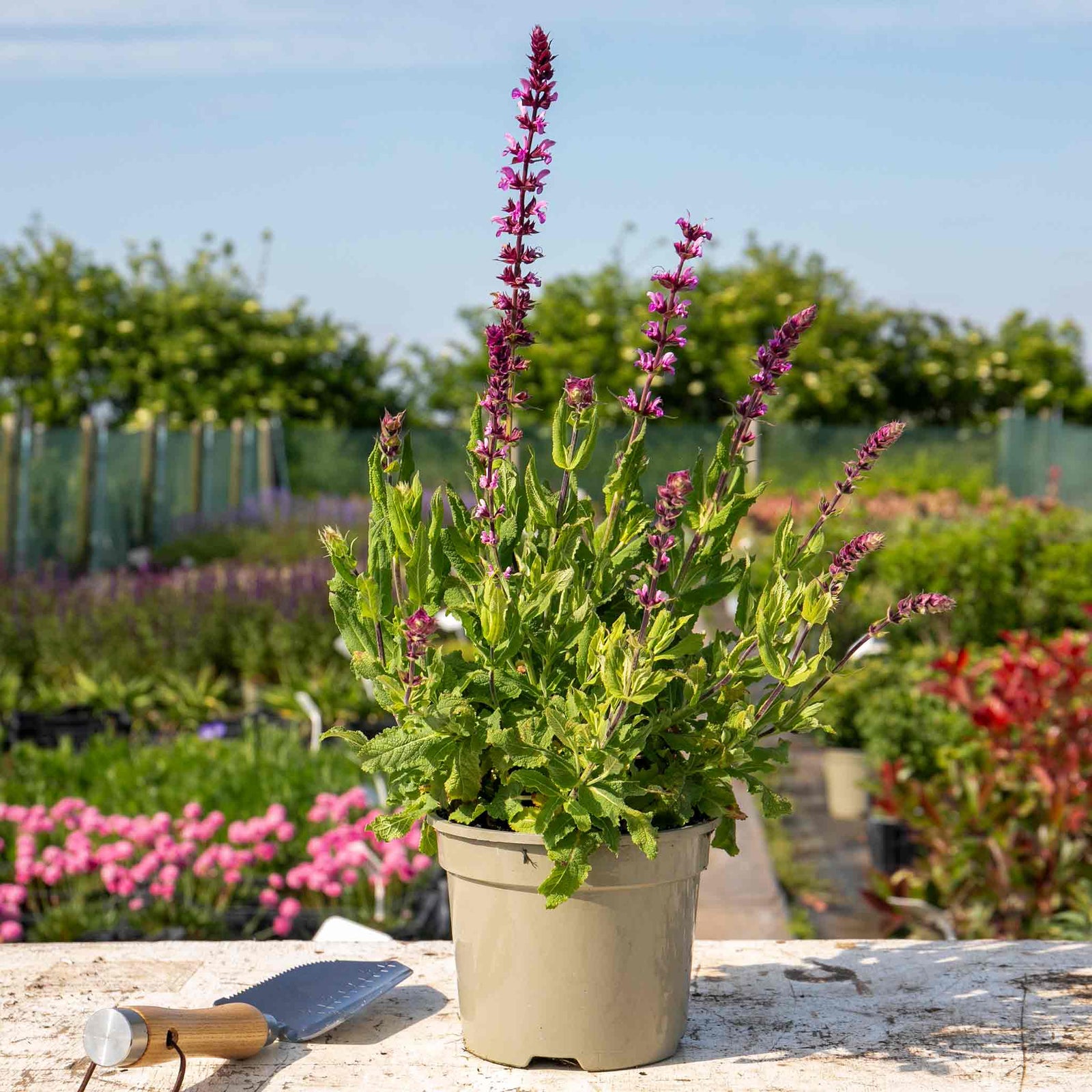 Salvia Plant Caradonna 'pink Inspiration' 70cm | 1 x 2L | Pink