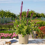Salvia Plant Caradonna 'pink Inspiration' 70cm | 6 x Jumbo Plugs | Pink