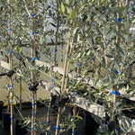 Olea Europaea Hardy Outdoor Garden Olive Tree 6ft Tall