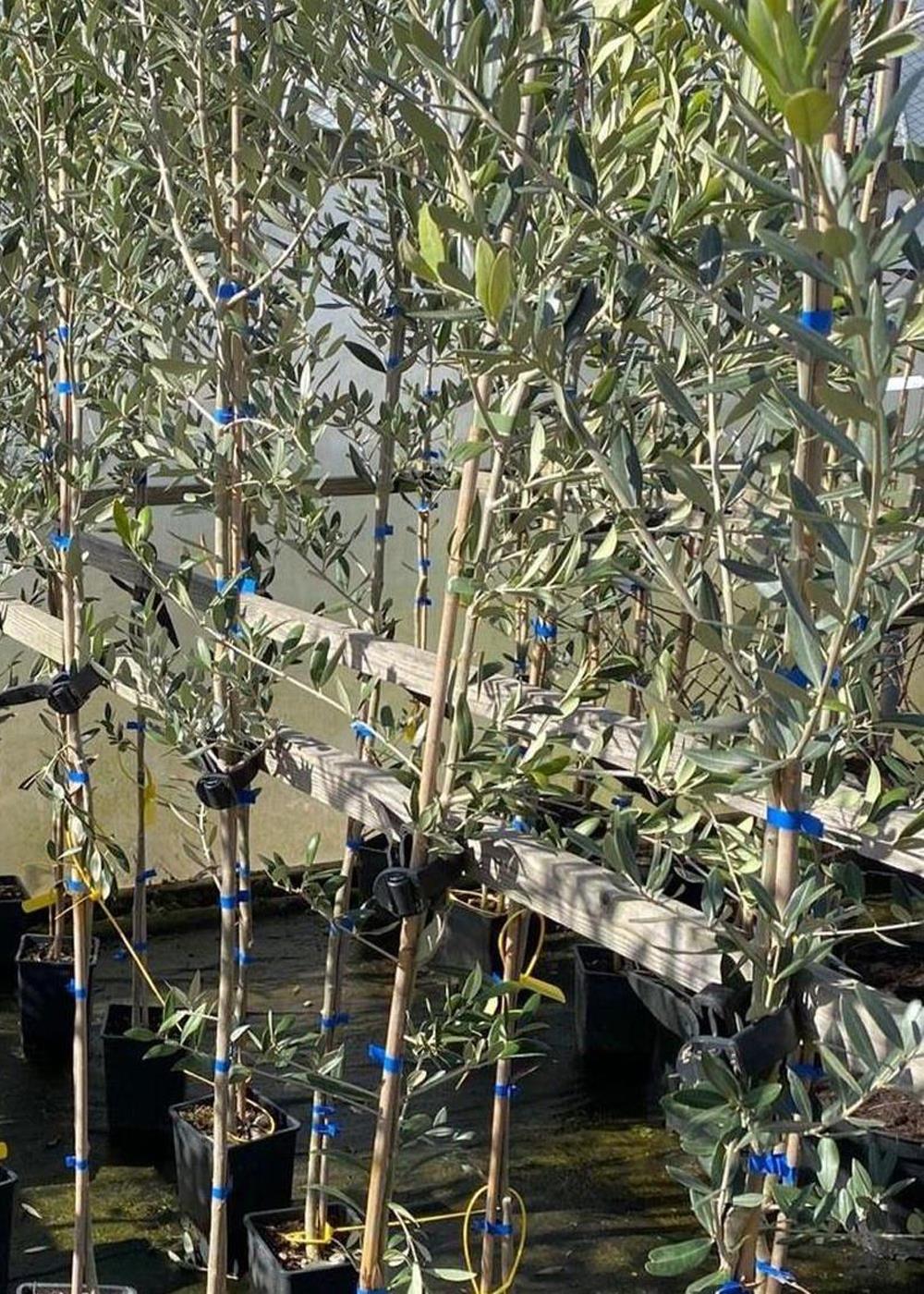 Olea Europaea Hardy Outdoor Garden Olive Tree 6ft Tall