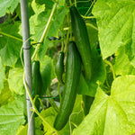 Cucumber 'burpless Tasty Green' F1 Hybrid Mildew Resistant | 6 x Jumbo Plugs | Green