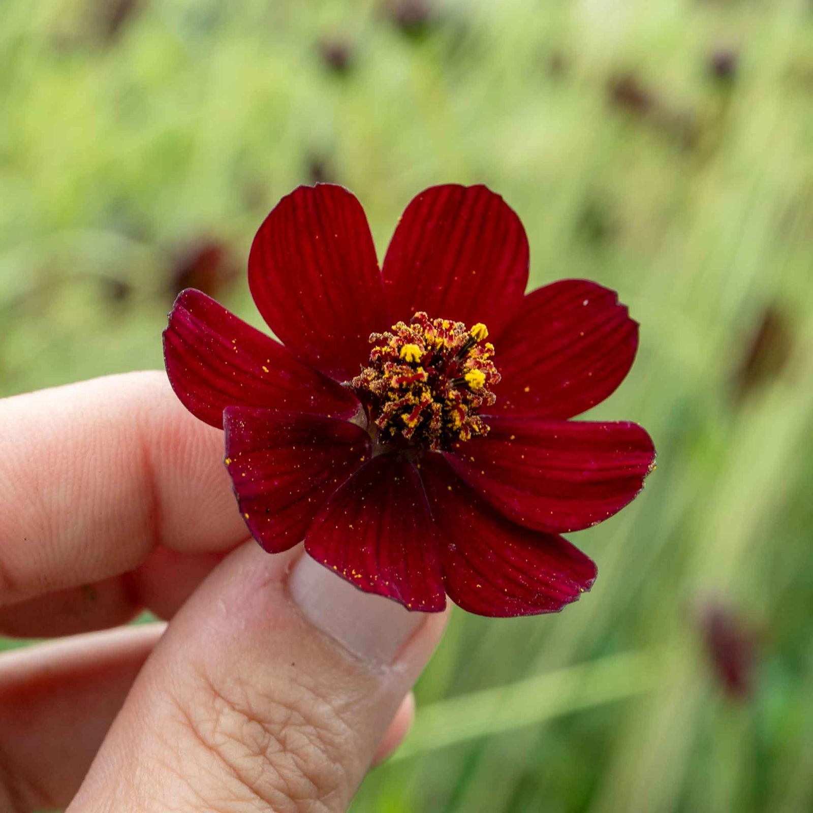 Cosmos 'chocamocha', Chocolate-scented Deep Mahogany-red, 30cm | 3 x Jumbo Plugs