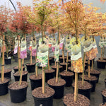 Direct Plants Large Patio Acer Palmatum Little Princess, 3-4ft On Stem, Japanese Maple Tree