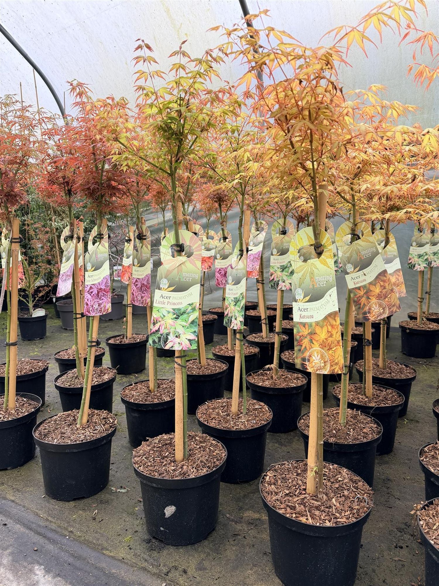 Direct Plants Large Patio Acer Palmatum Little Princess, 3-4ft On Stem, Japanese Maple Tree
