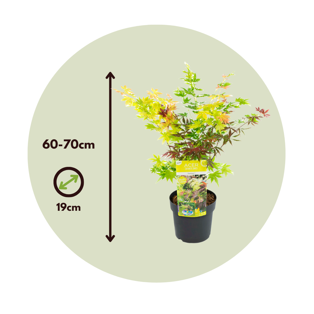 Japanese Maple - Acer Palmatum 'festival' - Height 60-70cm - ⌀19cm | Set of 1 | Green