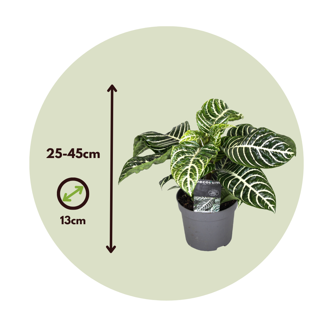 Zebra Plant - 4 Pcs. - Aphelandra Squarrosa 'botanica' - Height 25-45cm - ⌀13cm | Set of 4 | Green