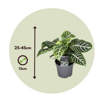 Zebra Plant - Aphelandra Squarrosa 'botanica' - Height 25-45cm - ⌀13cm | Set of 1 | Green