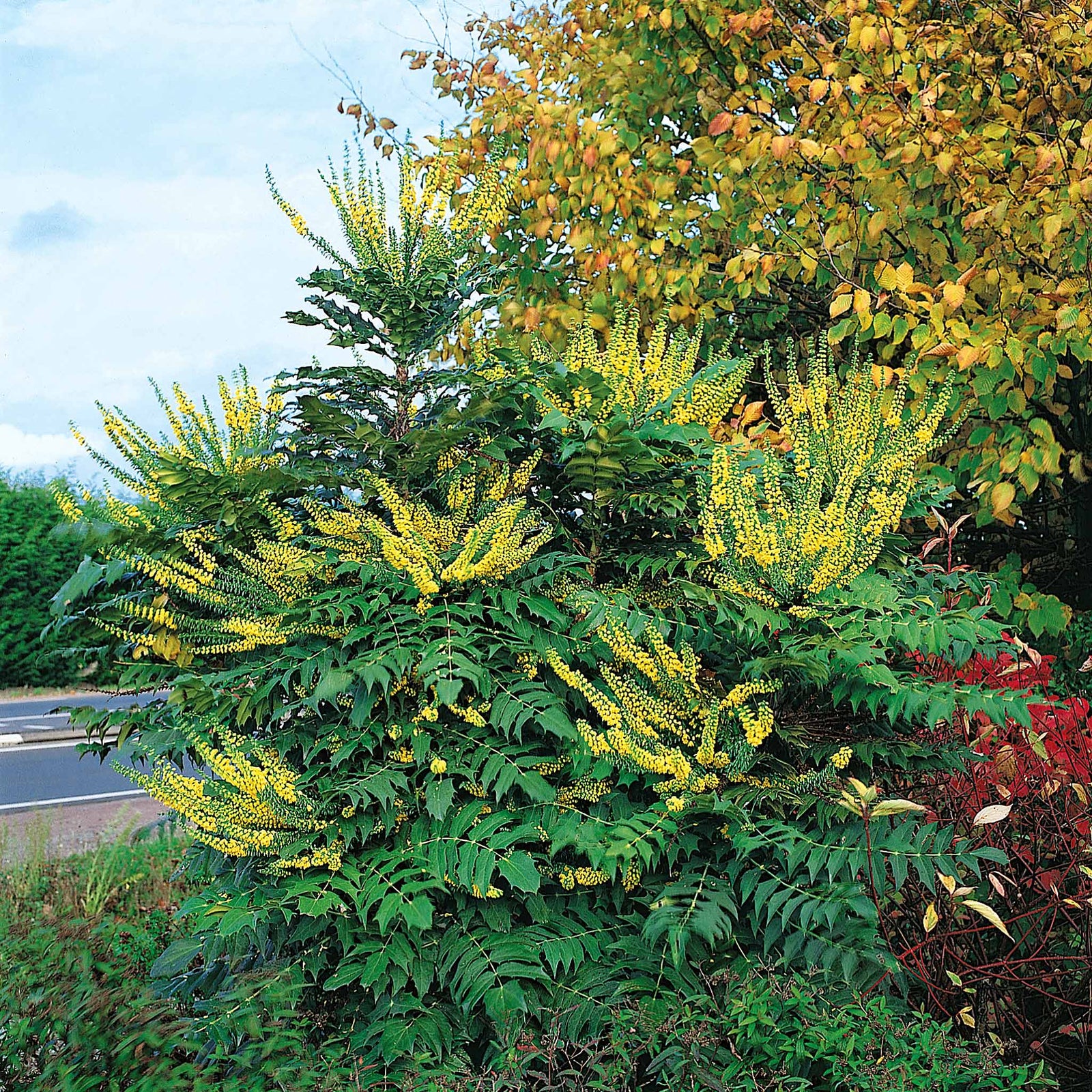 Mahonia X Media 'charity' Evergreen Shrub | 1 x 3L