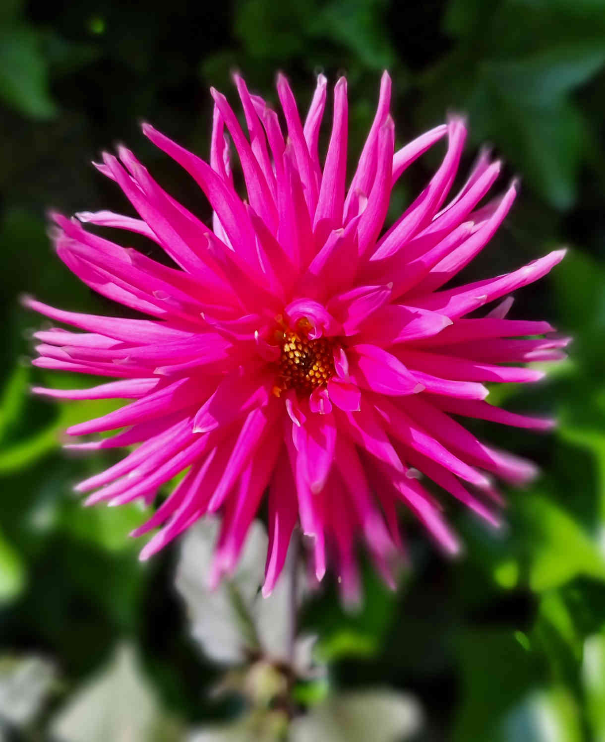 Dahlia Electro Pink - plug plants | Set-of-5