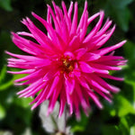Dahlia Electro Pink - plug plants | Set of 10