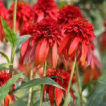 Echinacea Hot Papaya - 9cm Pots | 3 x 9cm | Orange