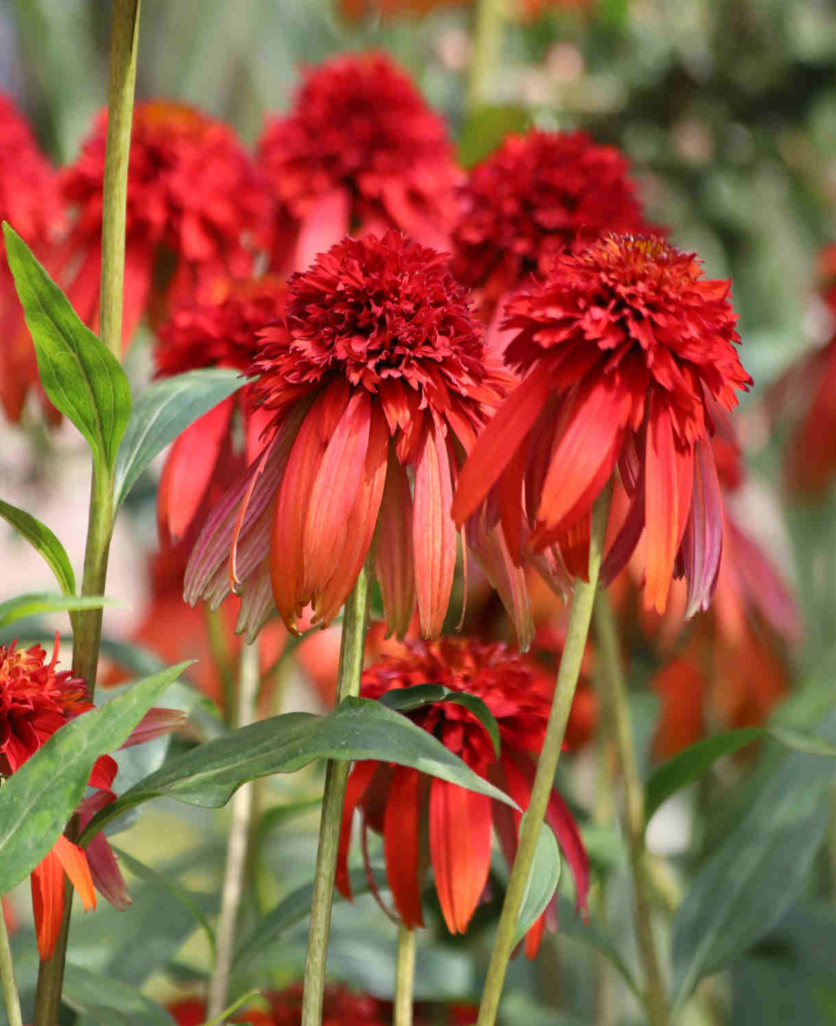 Echinacea Hot Papaya - 9cm Pots | 3 x 9cm | Orange