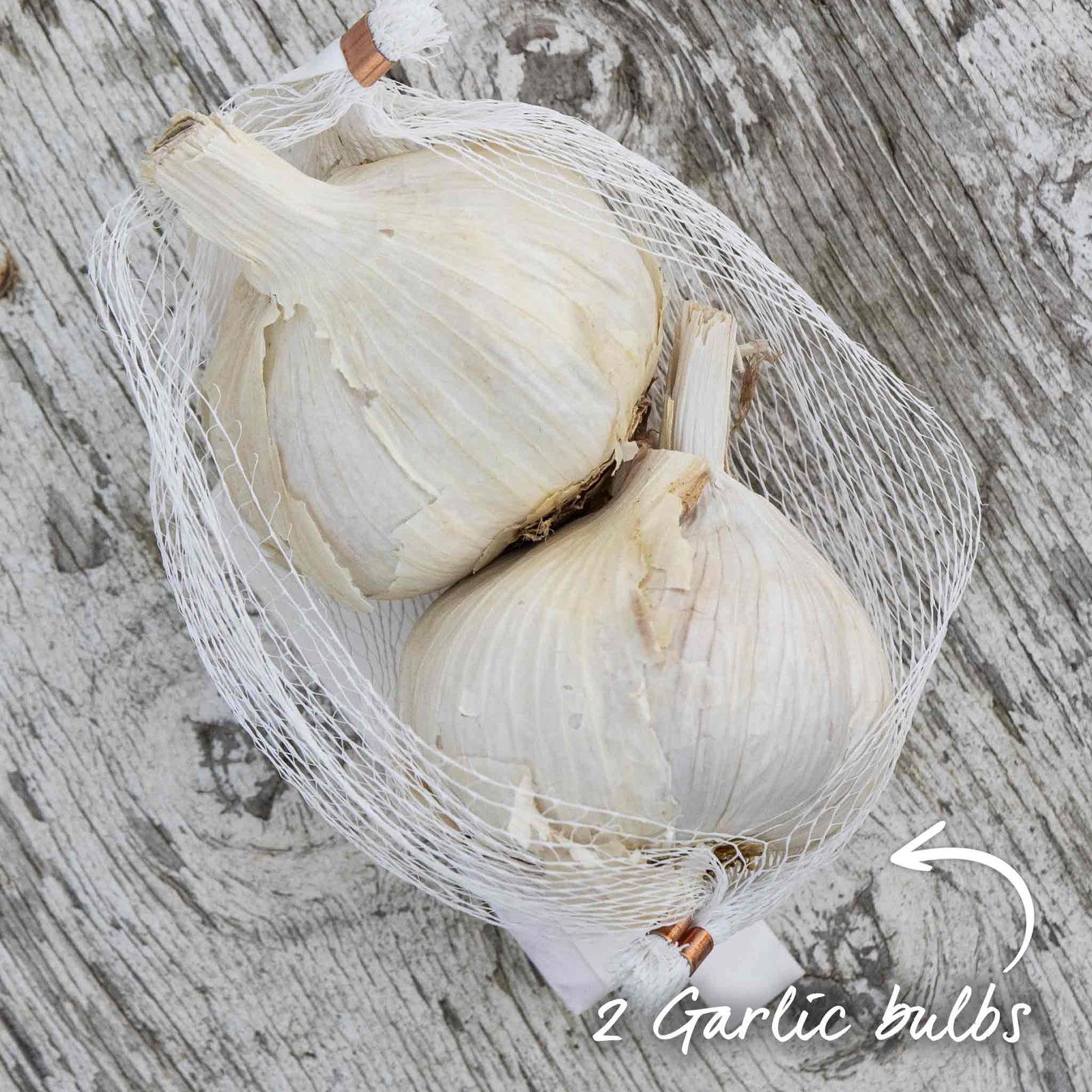 Picardy Wight Softneck Garlic Cloves Spring Planting | Set-of-2 | Multi