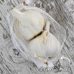 Picardy Wight Softneck Garlic Cloves Spring Planting | Set of 2 | Multi
