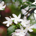Climb Into A Cloud Of Scent - A Collection Of Fragrant Climbers | Set-of-6 | Multi