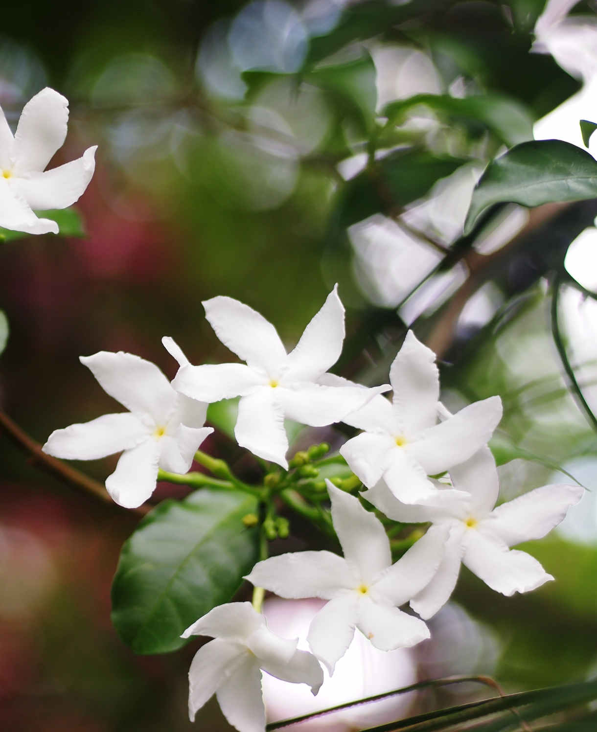 Climb Into A Cloud Of Scent - A Collection Of Fragrant Climbers | Set-of-6 | Multi