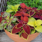 Coleus Wizard Mix Garden Ready Plants | 24 x Garden Ready Plants