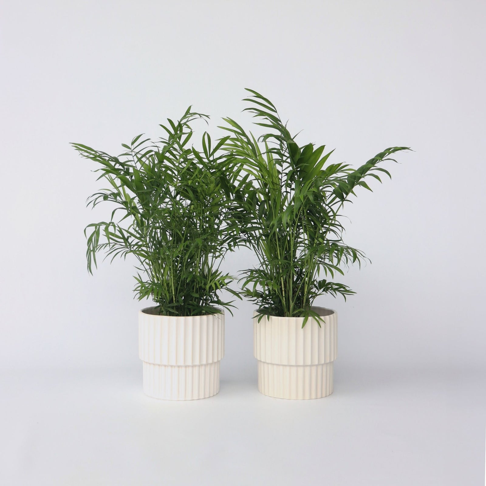 Parlour Palm - 2 Pcs. - Chamaedorea Elegans - Height 50-60cm - ⌀17cm | Set of 2 | Green