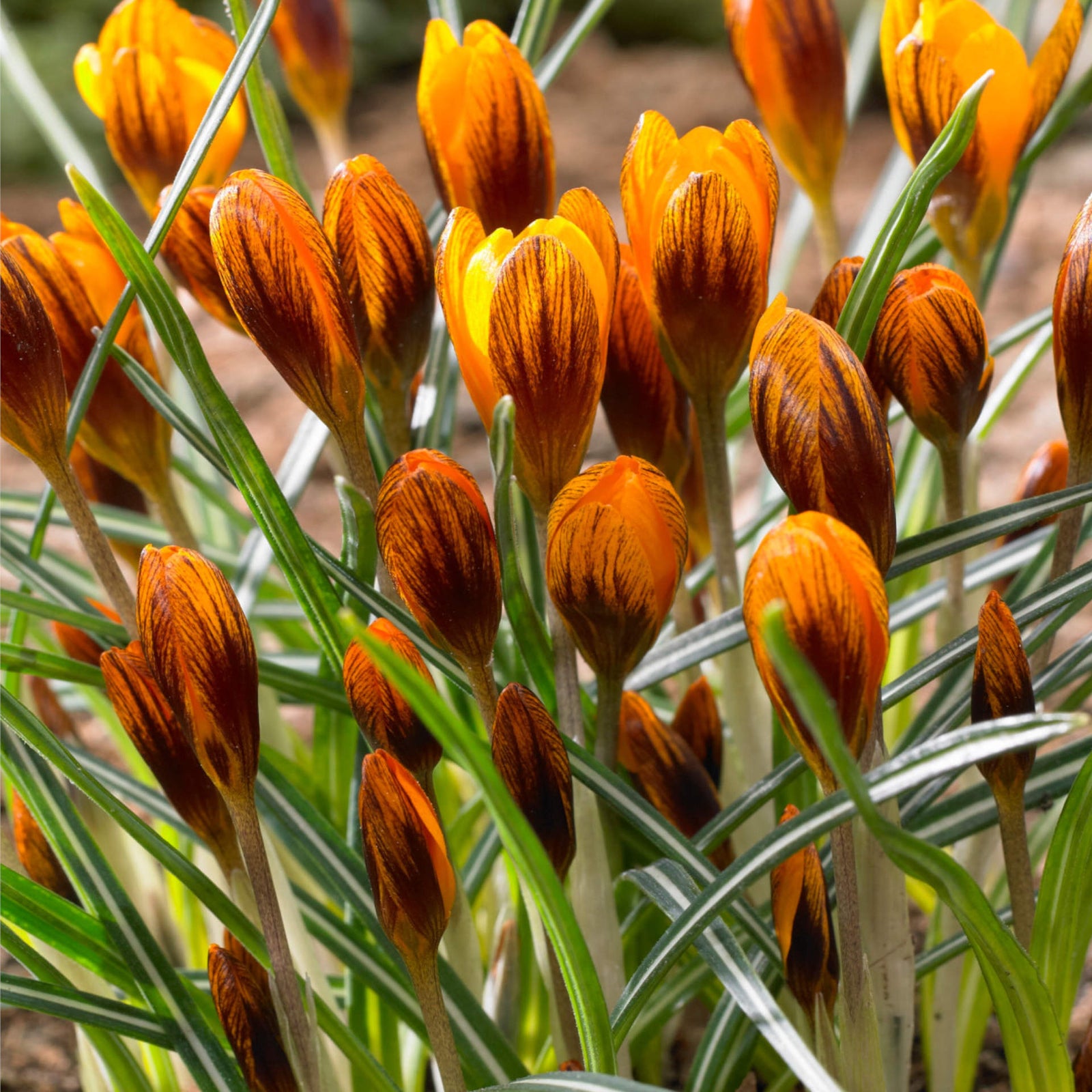 Hayloft Exclusive Crocus Collection - 90 Bulbs