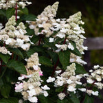 Hydrangea Paniculata Living Infinity 1 Litre Potted Plant X 1