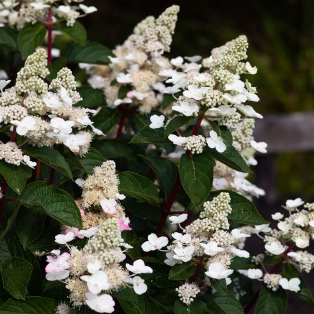 Hydrangea Paniculata Living Infinity 1 Litre Potted Plant X 1
