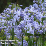 Thompson & Morgan Agapanthus Blue Storm 9cm Pot