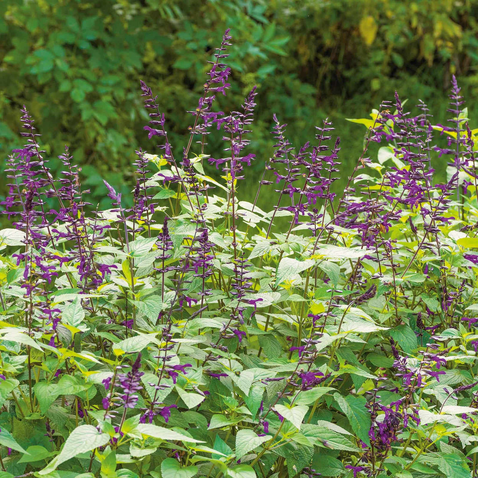 Salvia 'amistad' Deep Purple Hardy Perennial 120cm | 3 x Jumbo Plugs | Deep Purple