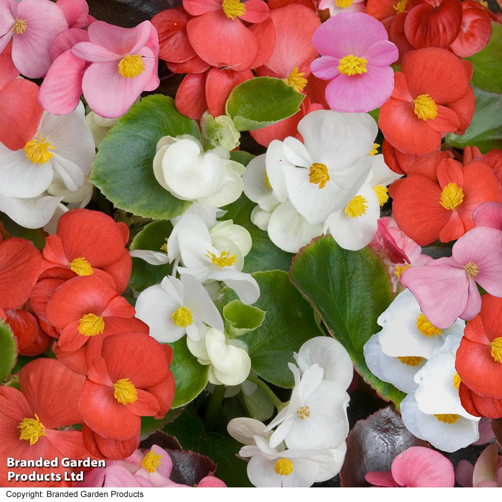 Begonia Organdy Mixed (t&ms Choice) Garden Ready Plants | 12 x Garden Ready Plants