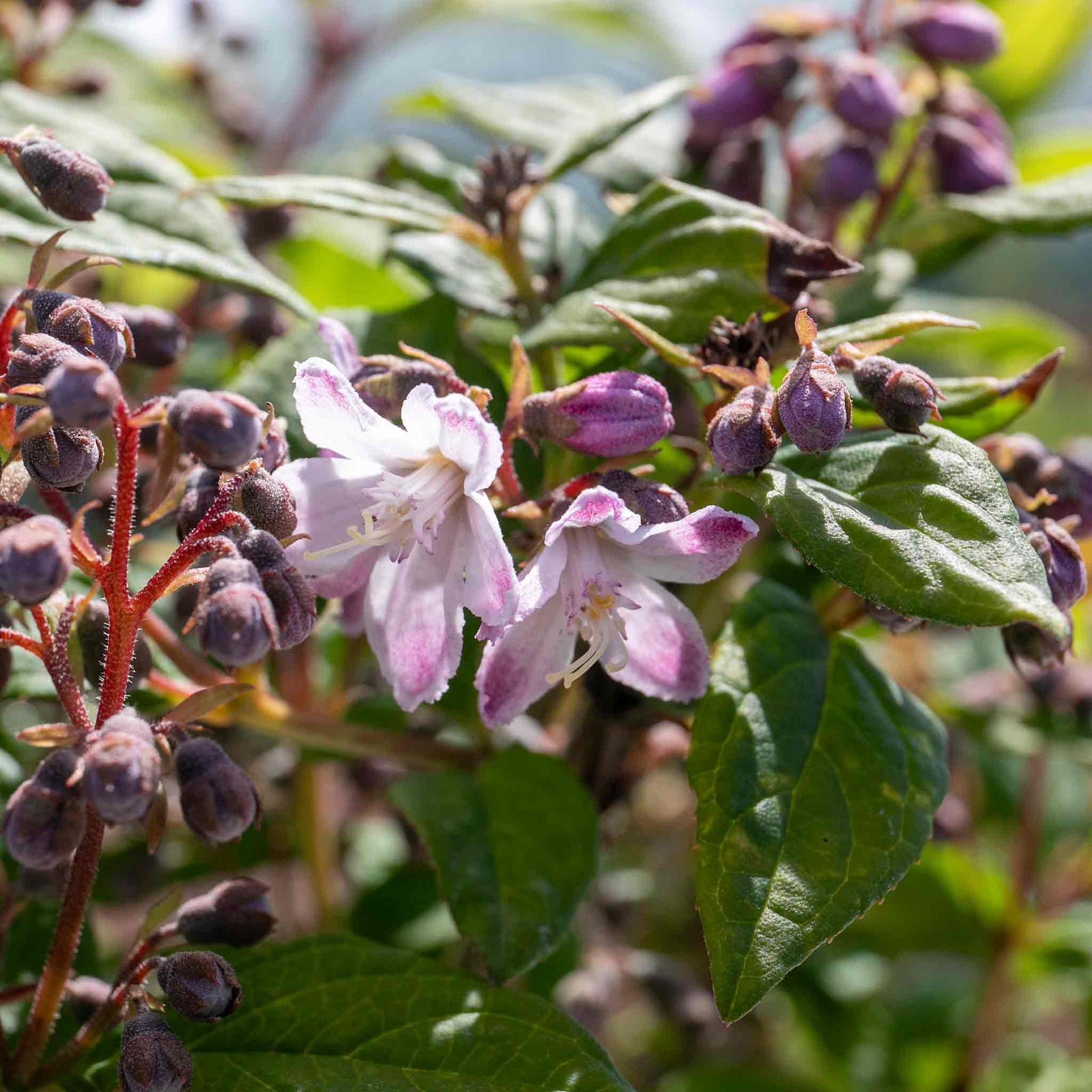 Deutzia 'raspberry Sundae' Compact Purple-tipped White Shrub | 1 x 9cm | White & Purple