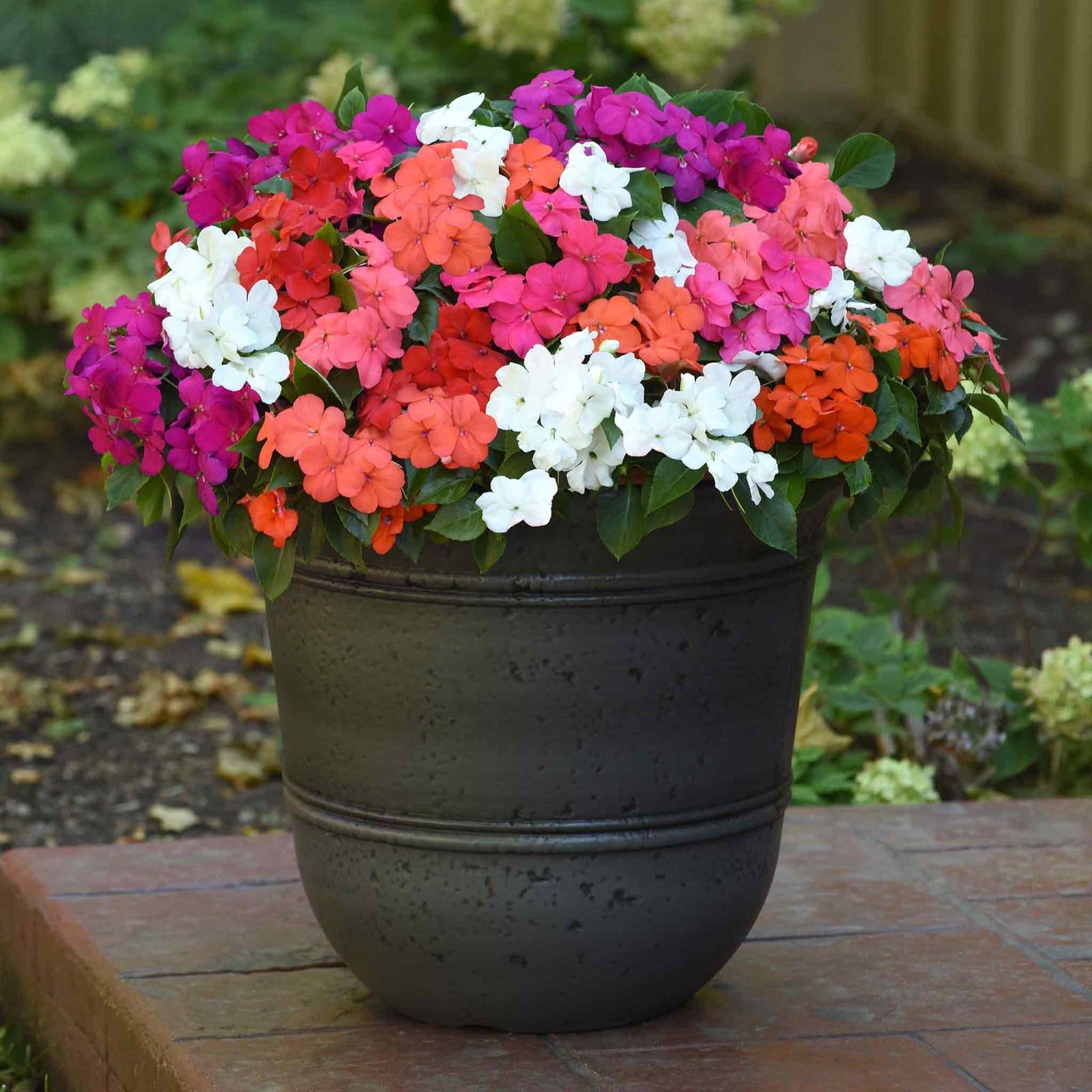 Busy Lizzie Beacon Select Mix - Disease-resistant Bedding Impatiens | 60 x Pro Grower Plugs | Multi