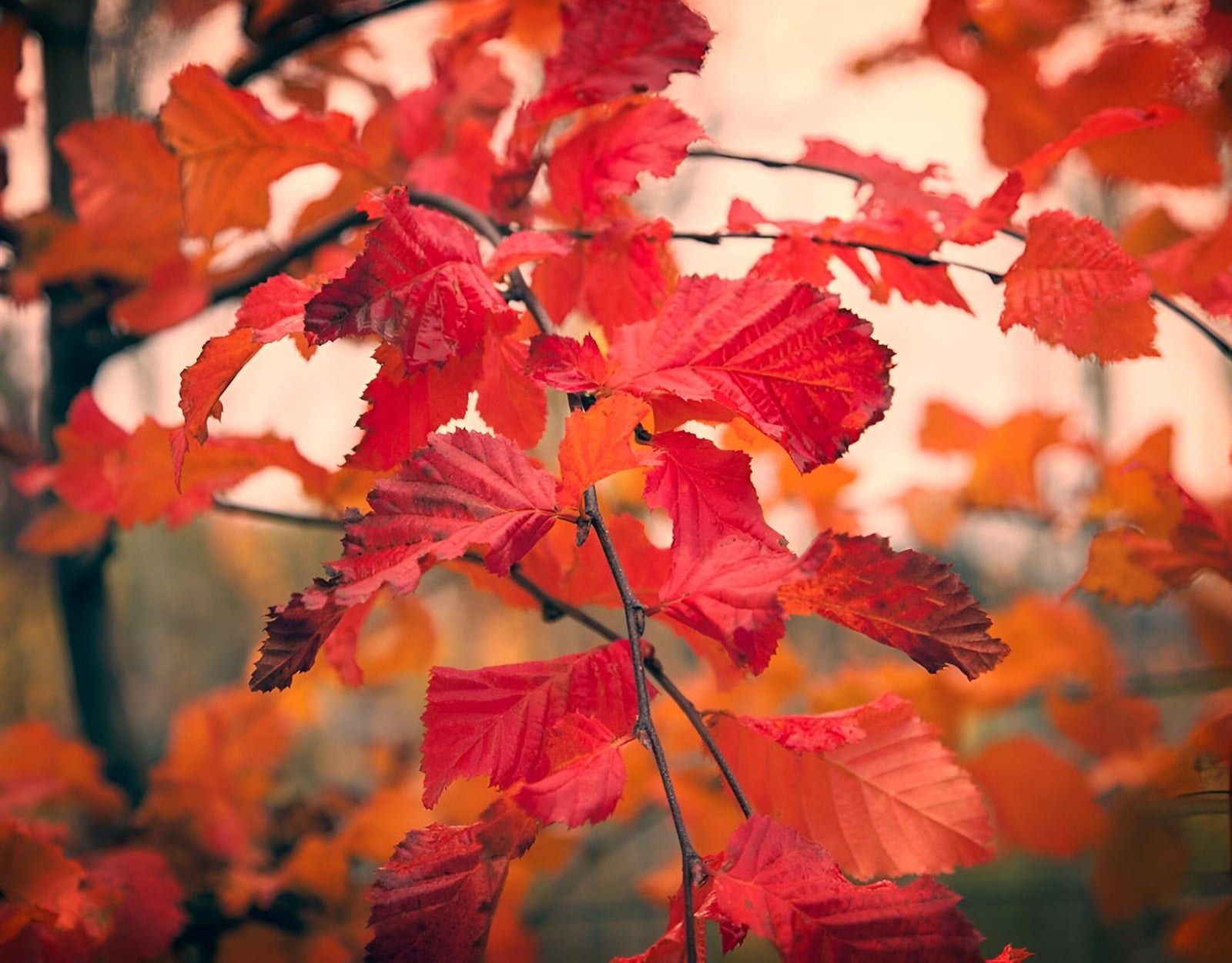 Direct Plants Carpinus Betulus Rockhampton Red Tree 6ft Tall Supplied In A 12 Litre Pot