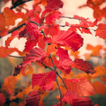 Carpinus Betulus Rockhampton Red Tree 6ft Tall Supplied In A 12 Litre Pot