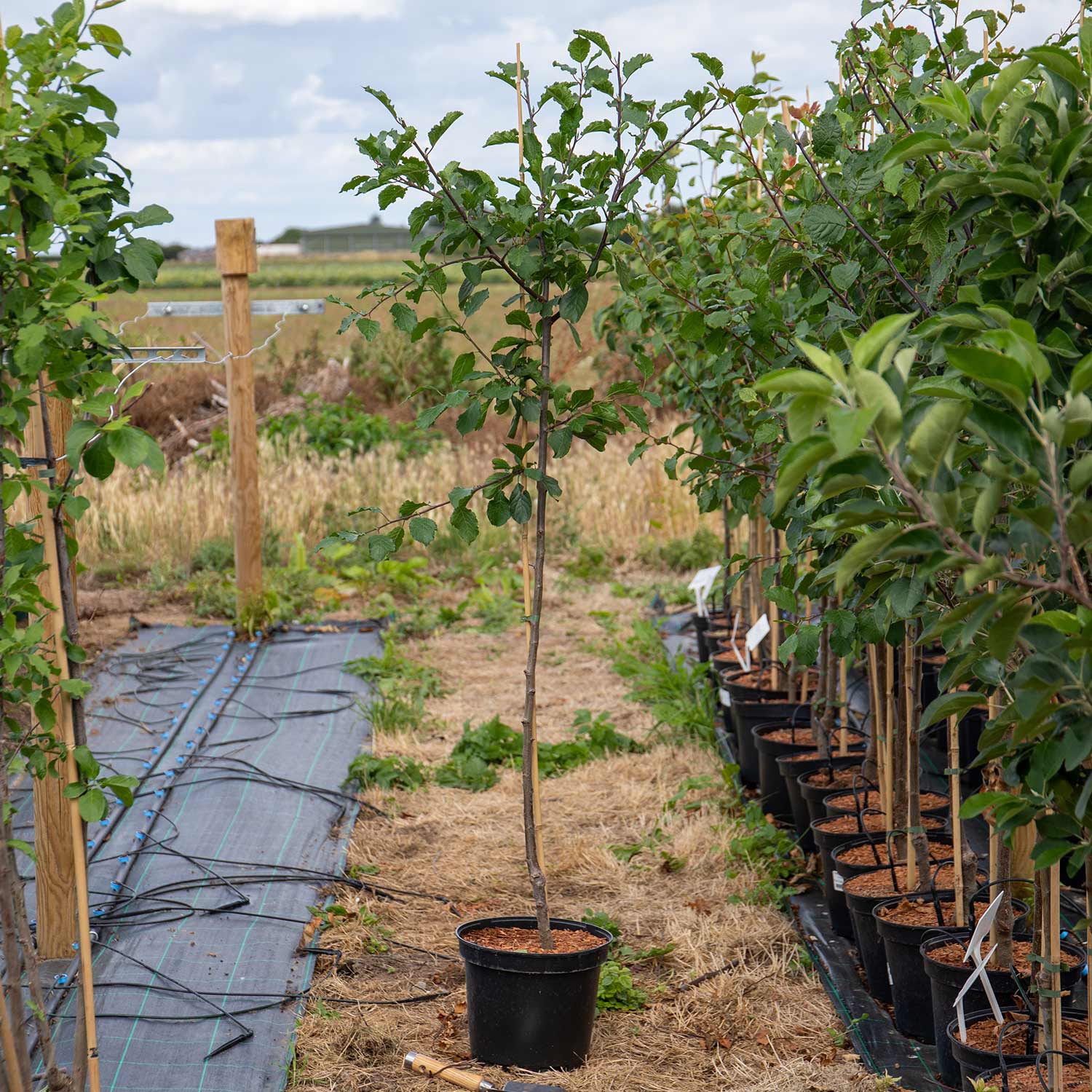 Patio Plum 'opal' - Fan-trained, Self-fertile | 25l | Purple