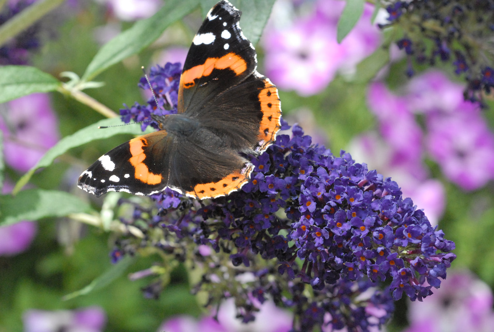 Buddleja Buzz® Indigo | Set-of-2 | Purple