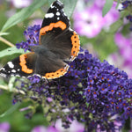 Buddleja Buzz® Indigo | Set of 1 | Purple