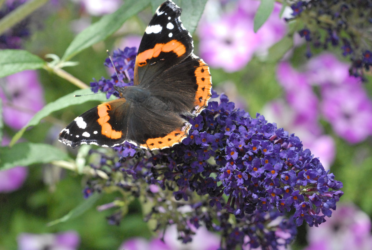 Buddleja Buzz® Indigo | Set of 2 | Purple