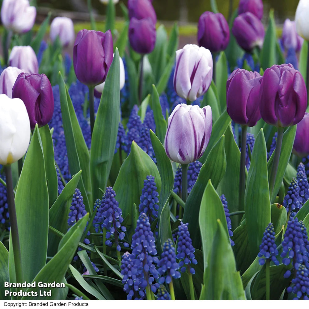 Thompson & Morgan Tulip & Muscari Purple Rain Mix 40 Bulbs
