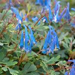 Corydalis 'blue Heron' Bright Blue Fragrant Shade Perennial | 6 x 3 x 2m | Bright Green