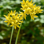 Hayloft Essential Allium Mix - 120 Bulbs