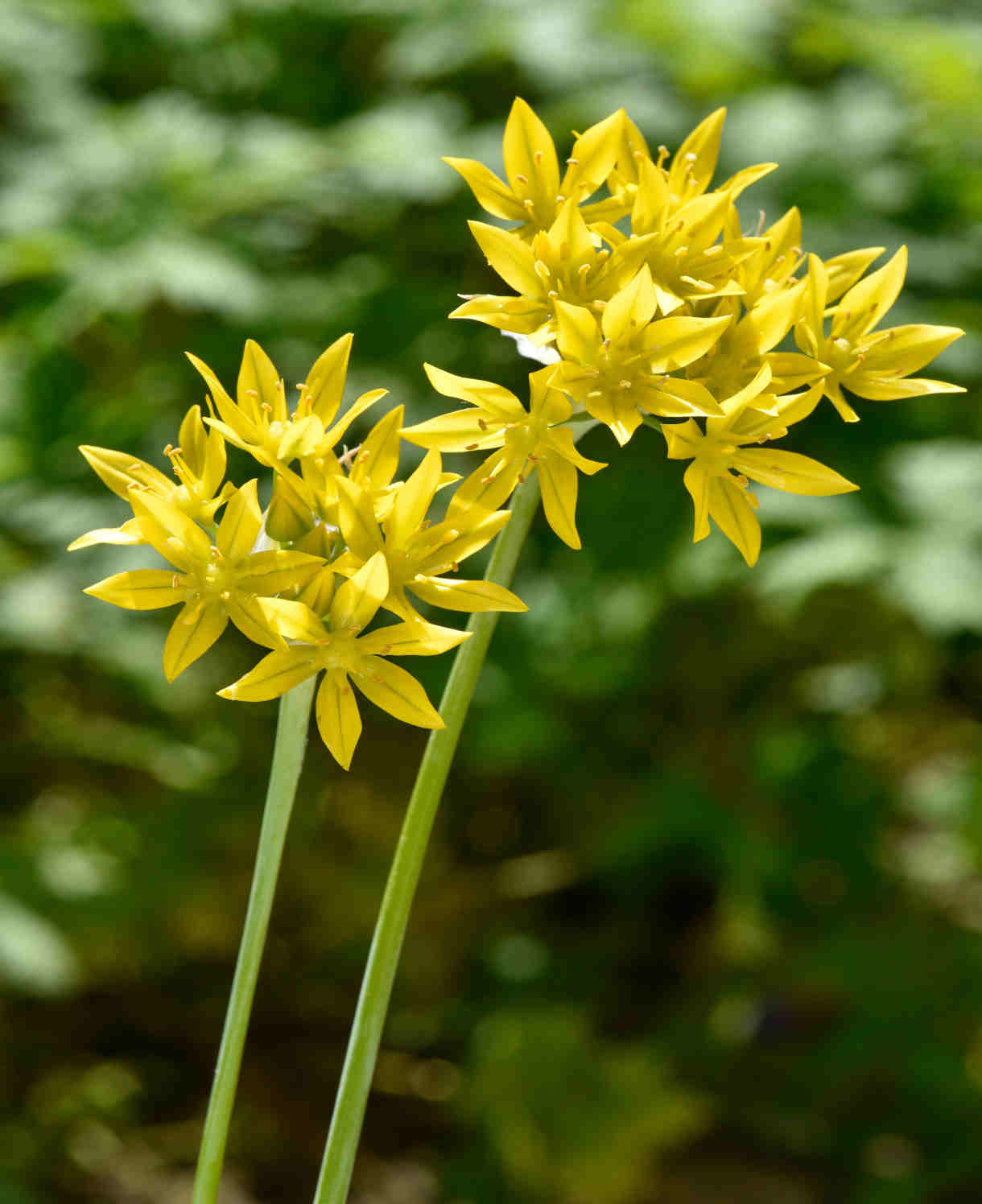Hayloft Essential Allium Mix - 120 Bulbs