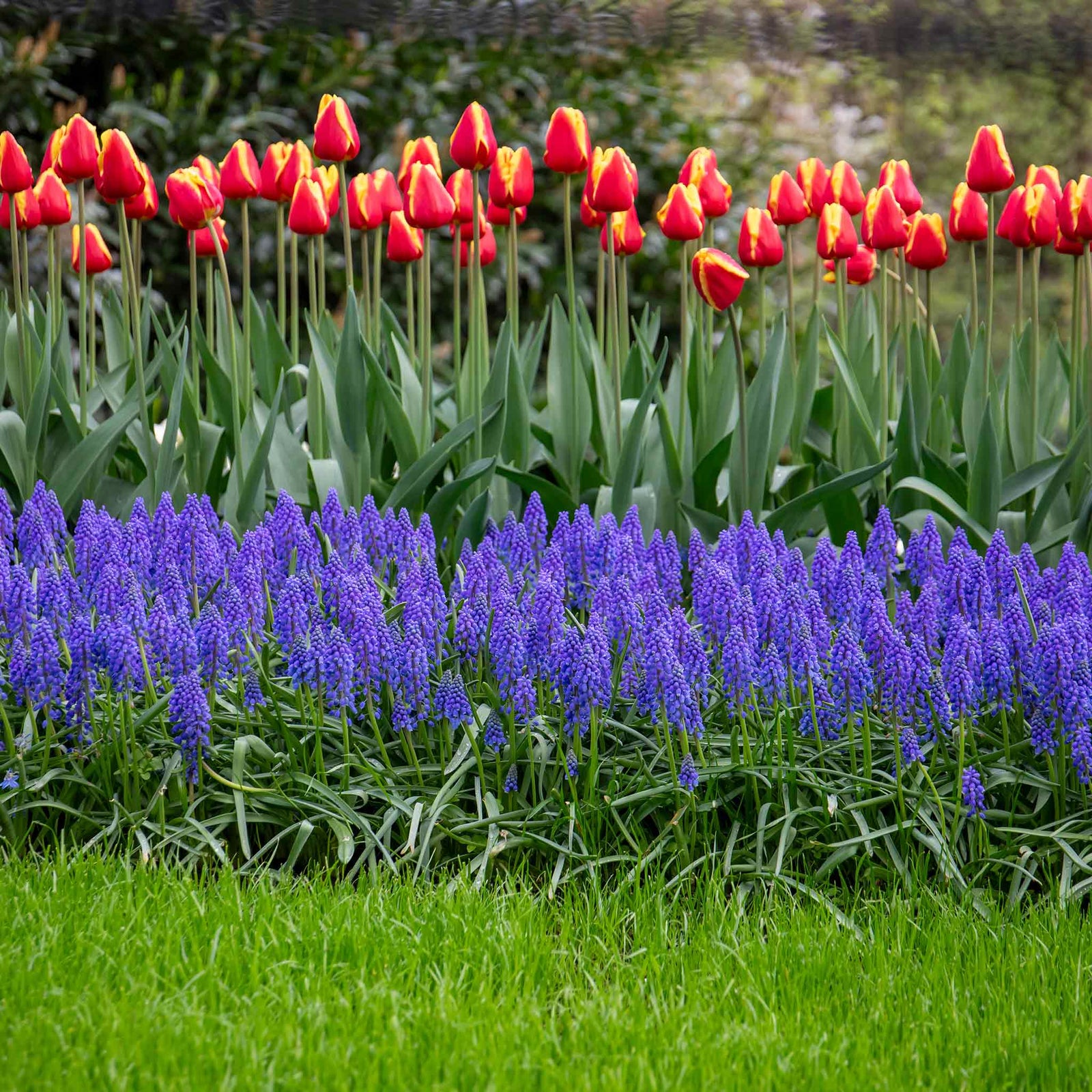 Grape Hyacinth Muscari Armeniacum | 50 x Bulbs | Multi