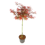 Japanese Maple - Acer Palmatum 'shaina' - Height 80-90cm - ⌀19cm | Set of 1 | Green
