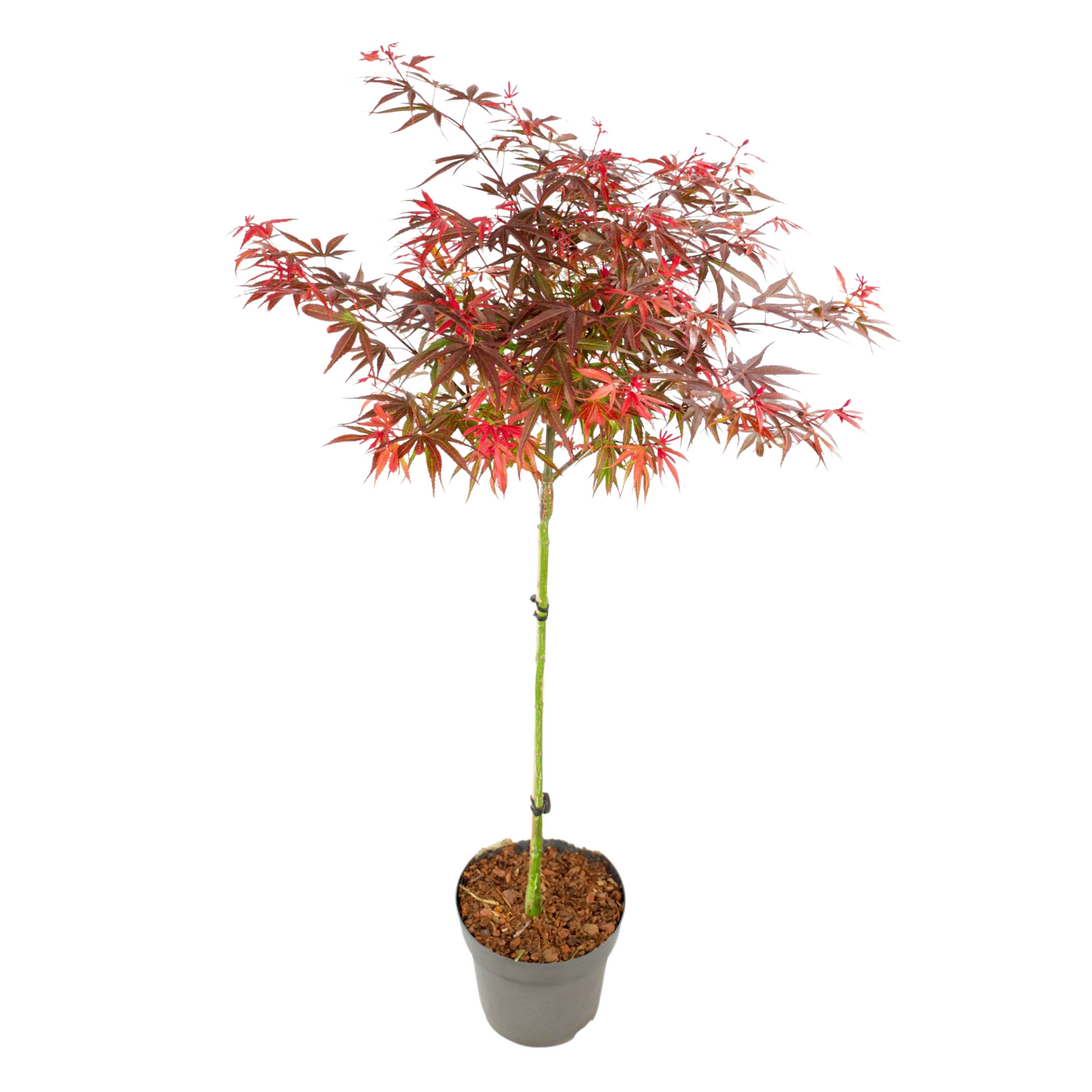 Japanese Maple - Acer Palmatum 'shaina' - Height 80-90cm - ⌀19cm | Set of 1 | Green