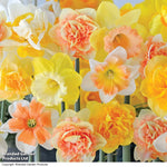 Thompson & Morgan Fragrant Narcissus 'Citrus Sorbet' - 40 Bulbs